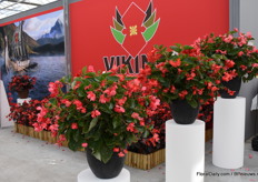 The Vikings of Sakata. 